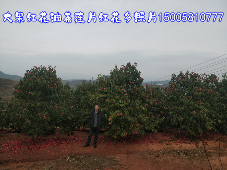 大果红花油茶连片红花多照片.jpg