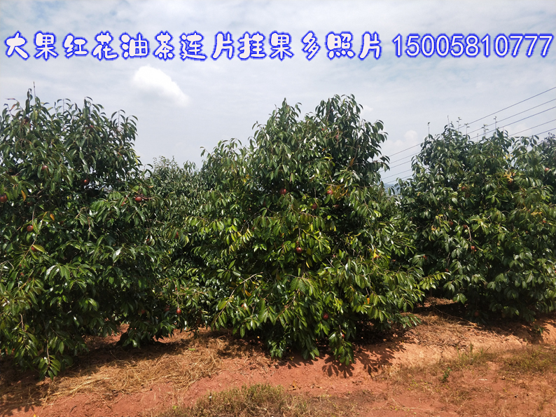 大果红花油茶连片挂果多照片.jpg