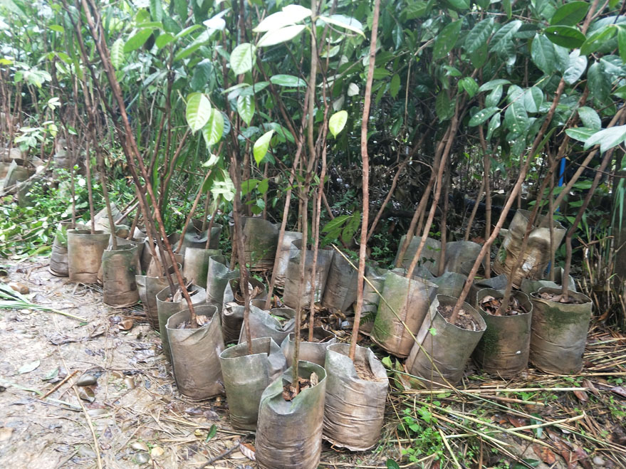 小尺寸袋装苗2.jpg