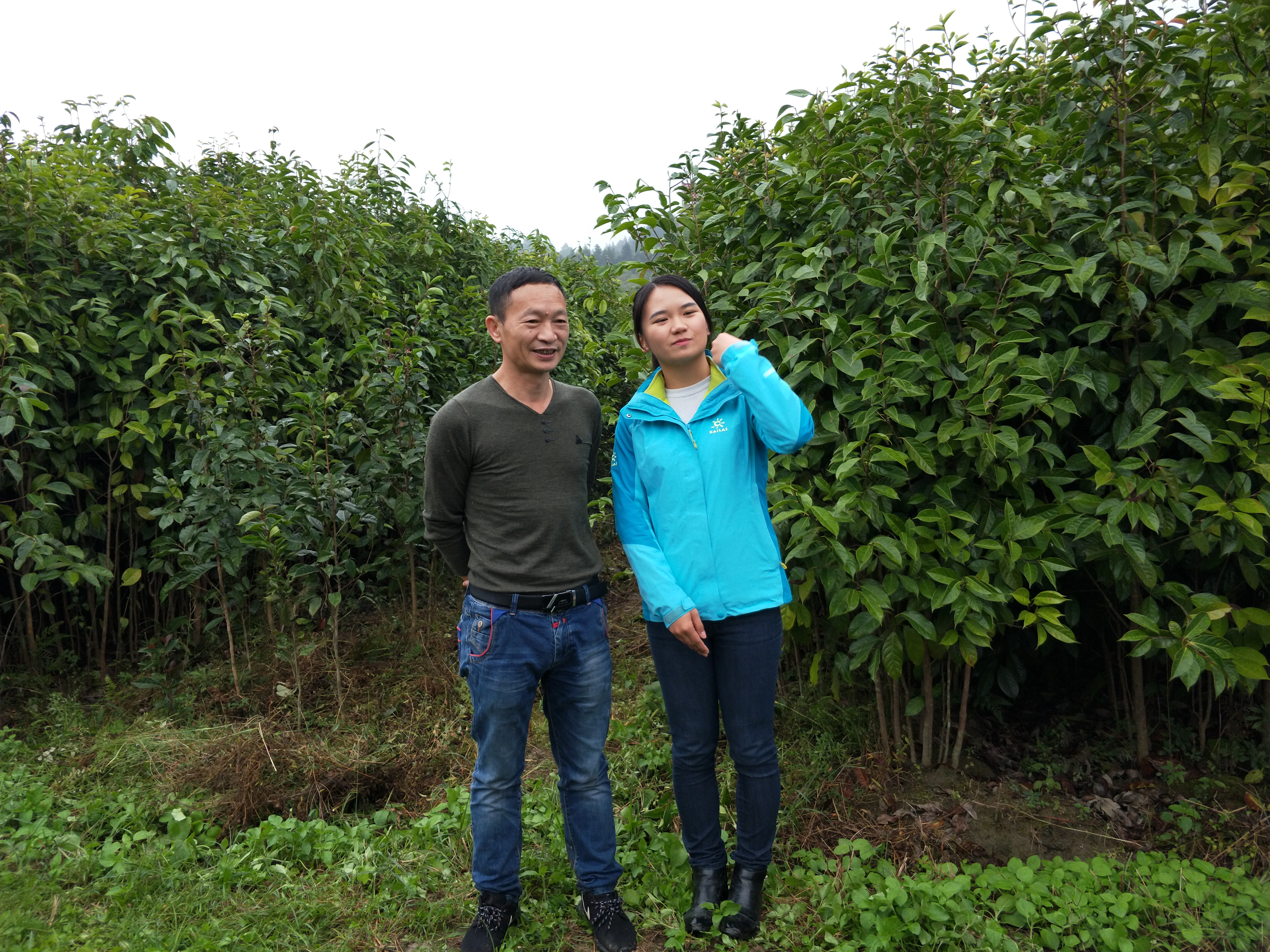 V5规格大果红花油茶苗(3).jpg