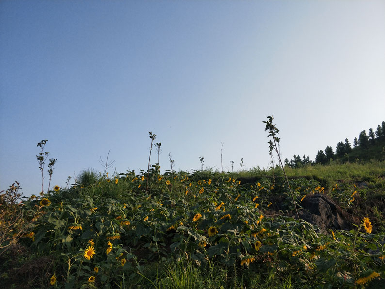 香约麦市2.jpg