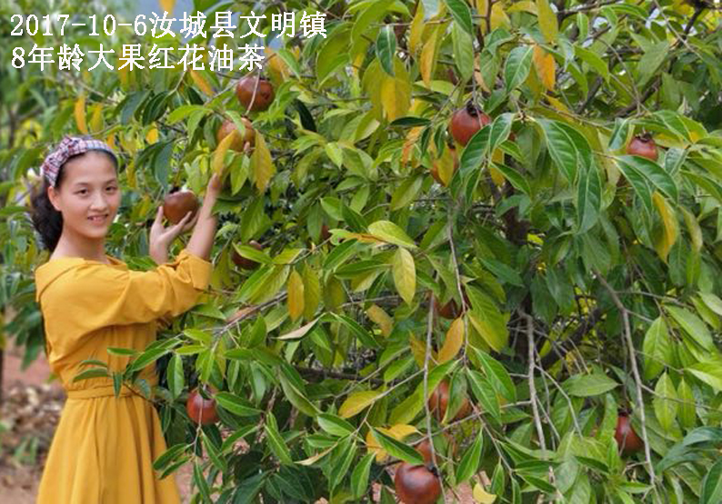 2-大果红花油茶秋之硕果.jpg