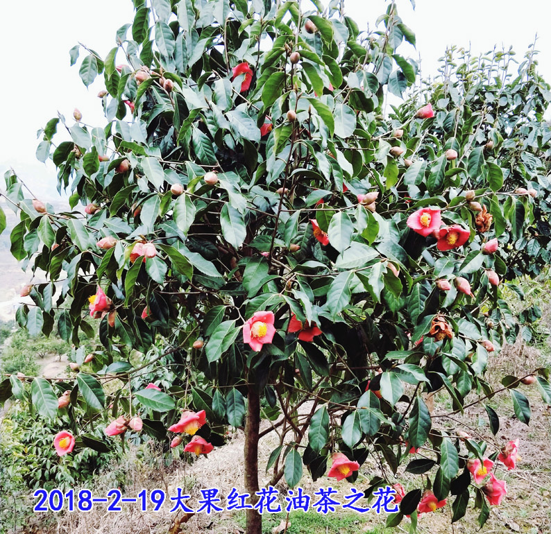 4-大果红花油茶之花.jpg
