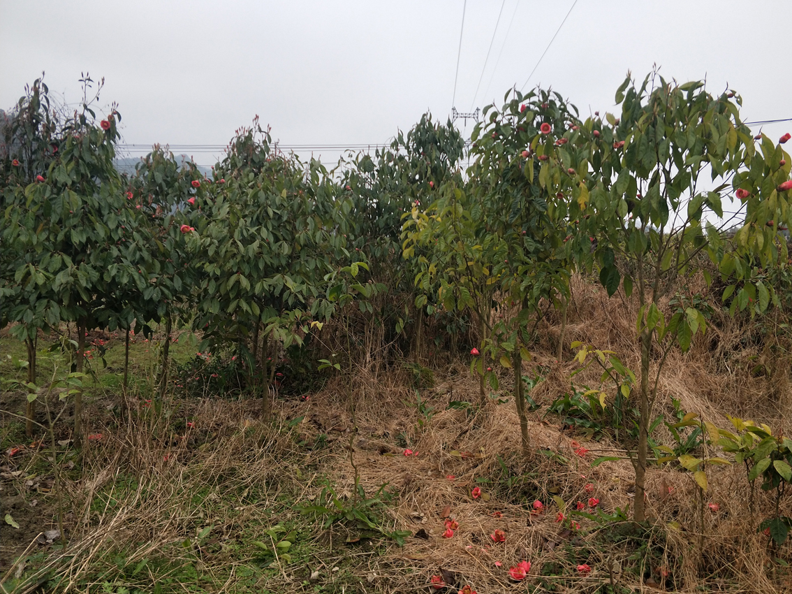 V8规格大果红花油茶苗 (2).jpg