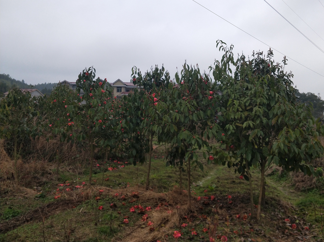 V8规格大果红花油茶苗 (3).jpg