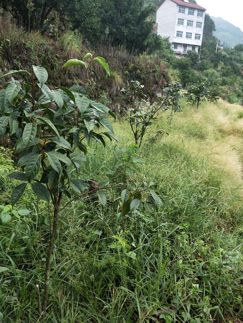 水岭根4.jpg