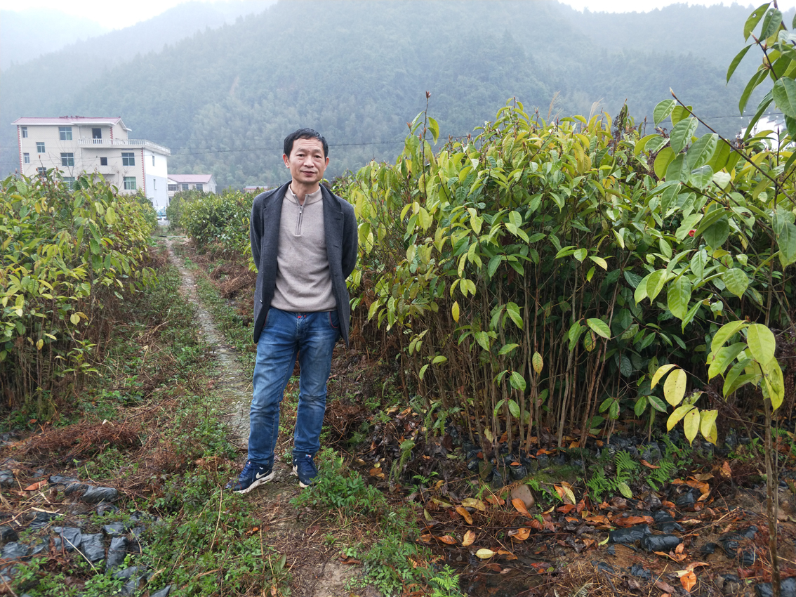 V3规格大果红花油茶苗圃.jpg