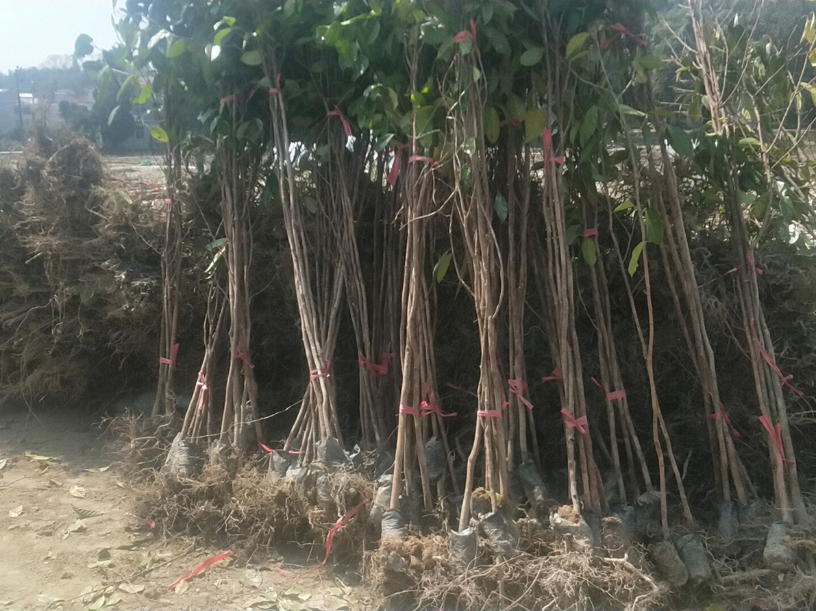 V5规格大果红花油茶苗3.jpg