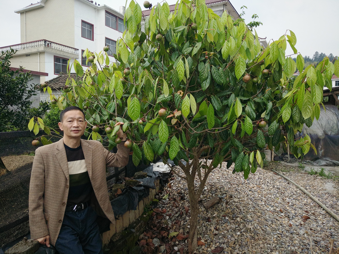 V9规格大果红花油茶(2)5月成长中的油茶果.jpg
