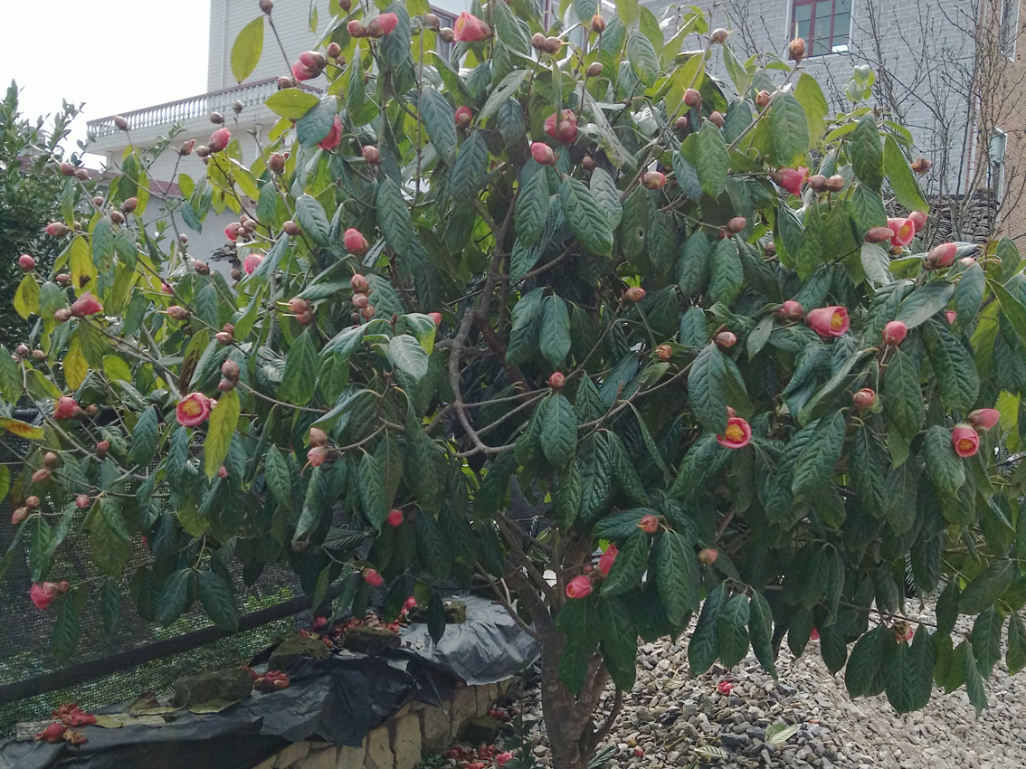 V9规格大果红花油茶(1)12月花苞和花满树.jpg