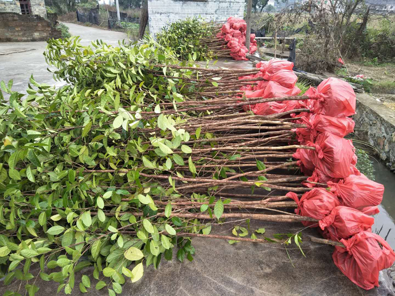 U5规格裸根实生苗照片3.jpg