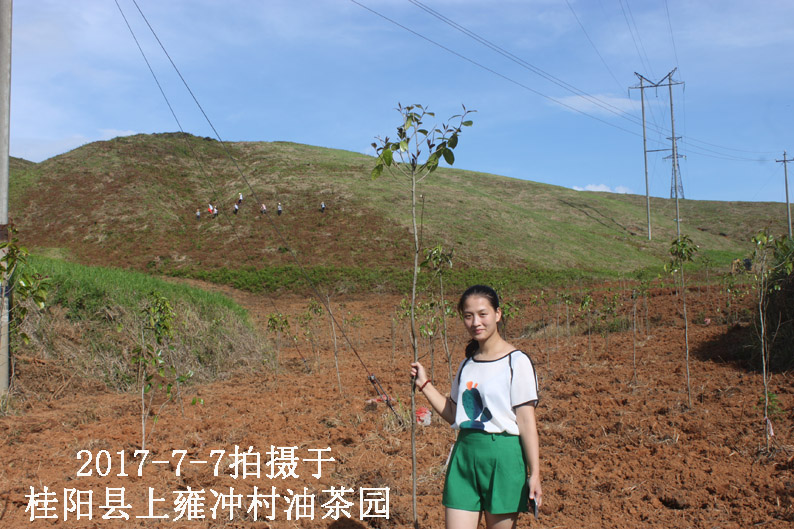 大果红花油茶新茶园——桂阳上雍冲村.jpg