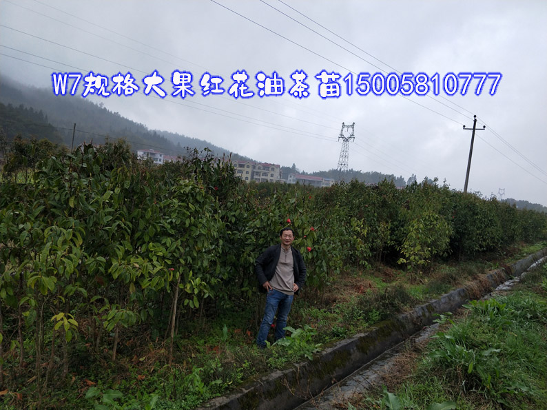 W7规格大果红花油茶苗照片1.jpg