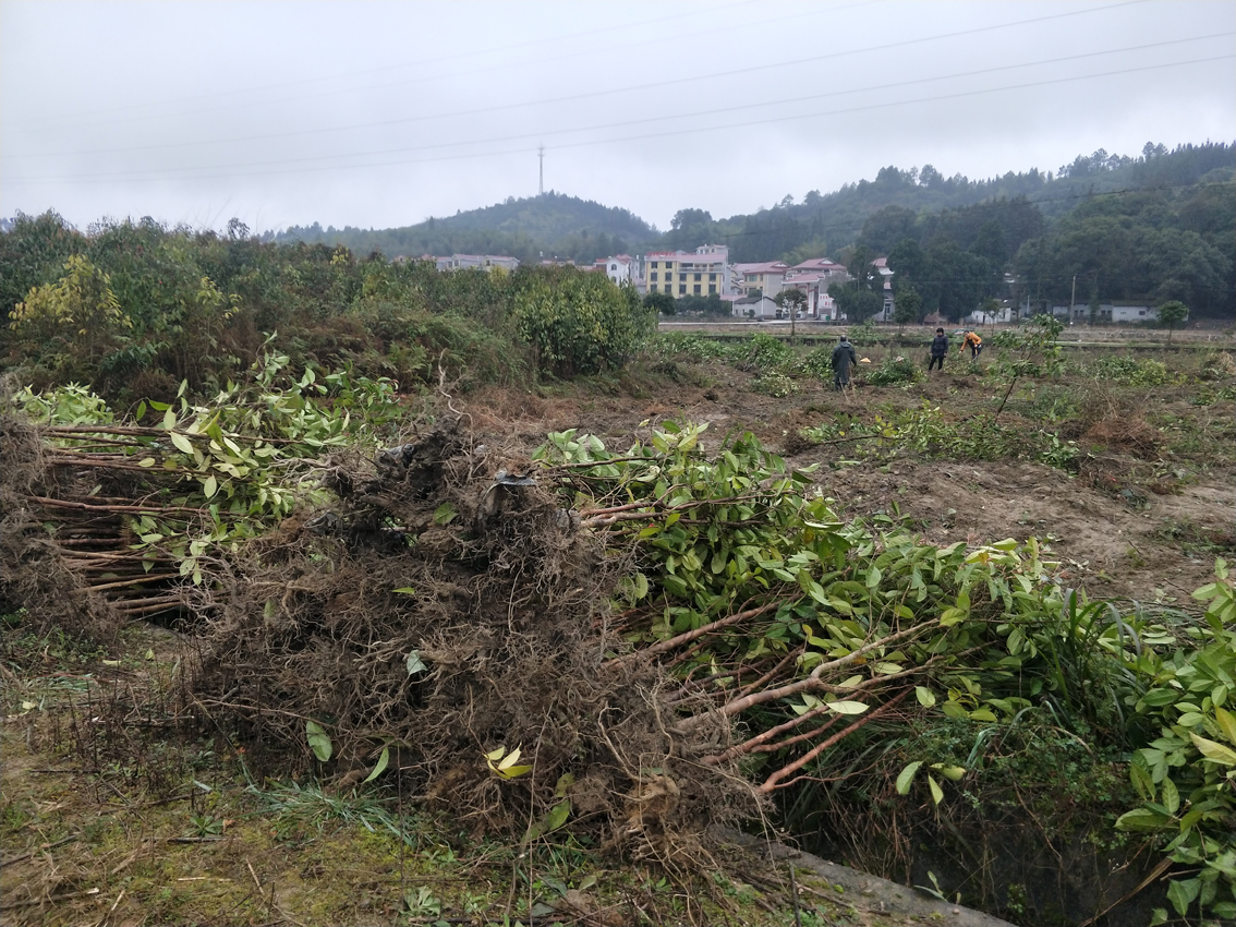 小尺寸湖南能云休闲农业有限公司苗圃V5规格大果红花油茶苗.jpg