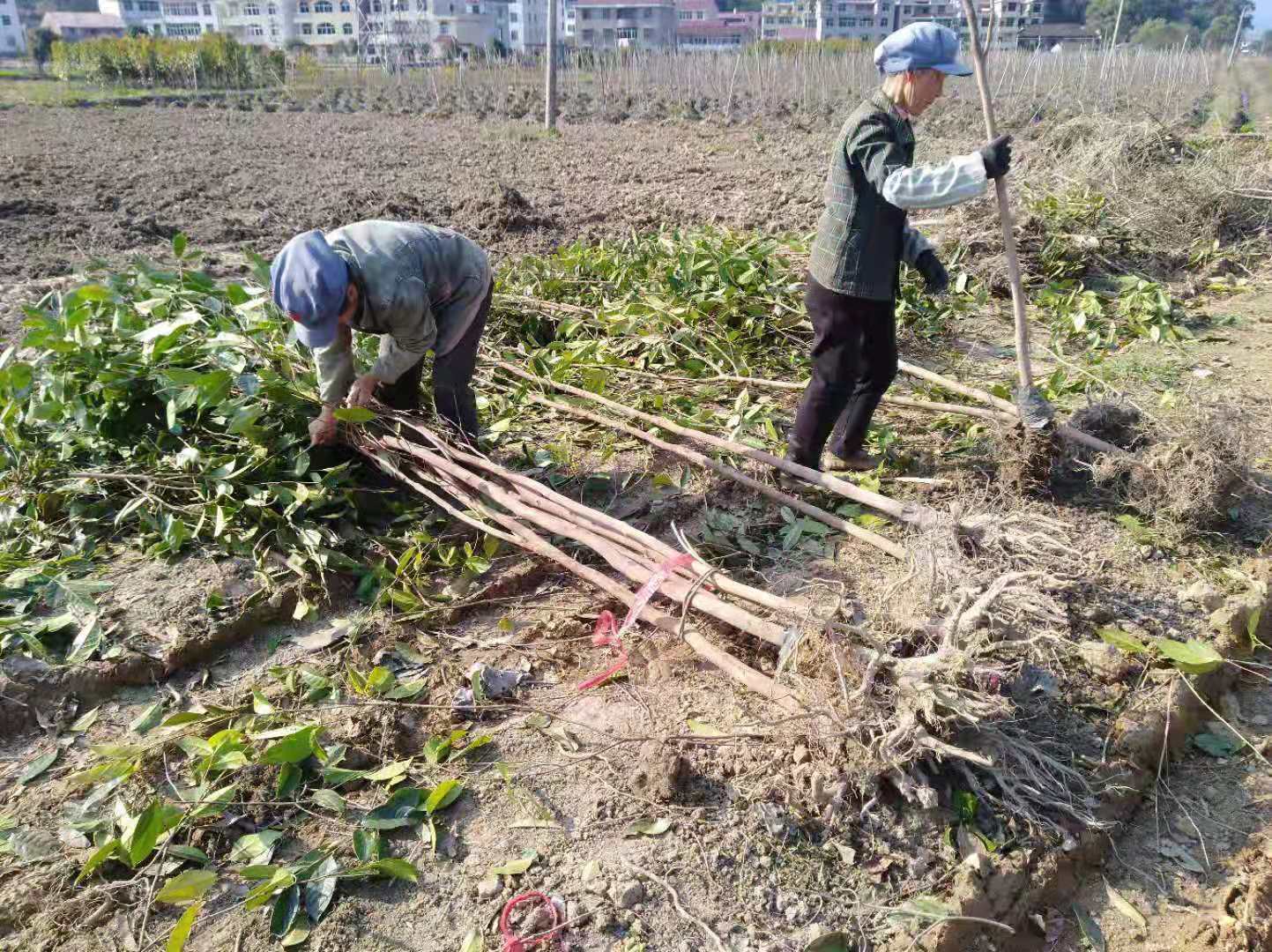 V7规格能云大果红花油茶苗 (2).jpg