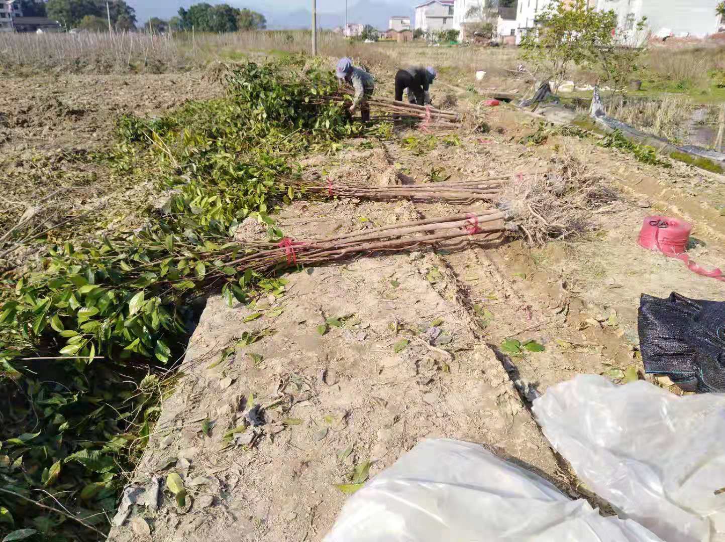 V7规格能云大果红花油茶苗 (1).jpg