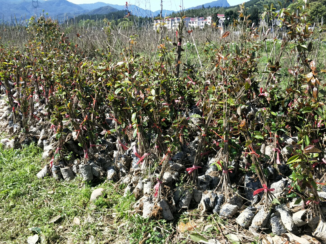 V3规格大果红花油茶苗.jpg